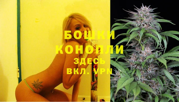 шишки Верея